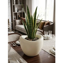 Kastasaksı Krem Rengi 30X29 cm Bitkisiz 20 Litre Plastik Amorf Modern Dekoratif Saksi