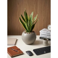 Kastasaksı 29X20 cm Plastik Iç Hazneli Mocca Modern Dekoratif Küre Saksi