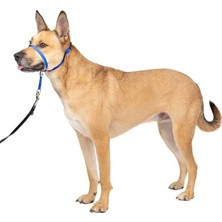 Aesco Nazik Lider Çekmesiz Köpek Yaka, Kontrolü Kolaylaştırır - Medium, Kraliyet Mavisi