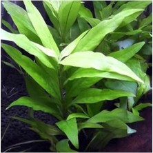 Aesco Hygrophila Corymbosa Angustifolia Saksı Canlı Bitkisi - Akvaryum Için Sağlıklı Tercih