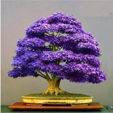 Aesco Bodur Mor Azalea Bonsai Ağacı Tohumu Seti, 5 Adet