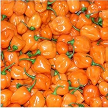 Aesco 20 Adet Turuncu Habanero Acı Biber Tohumu - Bahçe Için