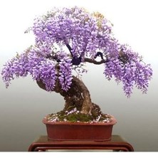 Aesco Tohum Dünyam Wisteria Bonsai Ağacı Tohumu 3 Adet