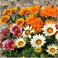 Aesco 10 Adet Gazania Mix Flower Tohumu, Renkli Bahçe Bitkisi Seçenekleri