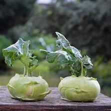 Aesco Doğal Yeşil Kohlrabi (Alabaş) Tohumu (20 Tohum)
