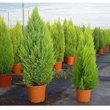 Aesco Videolu Mis Kokulu Limoni Servi 35-40 cm Saksılı/tüplü Dış Mekan Ağaçları Cupresus Macrocarpa