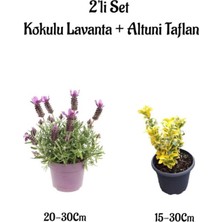 Aesco Avantajlı Yoğun Kokulu Mor Renk Lavanta Fidanı Altuni Taflan Çit Bitkisi 2'li Set Bahçe Bitkisi