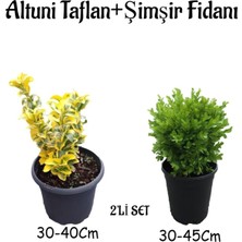 Aesco Gardenbox Altuni Taflan (30-40CM) + Çalı Şimşiri (30-45CM) 2'li Set Saksılı Bahçe Bitkisi