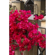 Aesco Gardenbox Begonvil Çiçeği, 50-60 Cm, Bodur Tırmanıcı Bitki