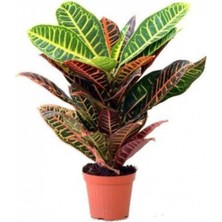 Aesco Nura Botanik Ithal Croton Petra Kroton, 17 cm Saksıda, 60 Cm, Ev Bitkisi, Ofis Bitki