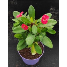 Aesco Videolu Kırmızı Renk Milli Dikenler Tacı 25 55 cm Saksılı Kaktüs Euphorbia