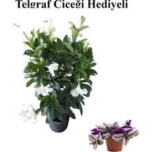 Aesco Kokulu Beyaz Mandevilla Sarmaşığı Sevgililer Gününe Özel Telgraf Hediyeli