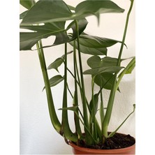 Aesco Nura Botanik Monstera Deliciosa, Geniş Yapraklı, 1 Adet Saksılı, 60-100 Cm, Iç Mekan Bitkisi