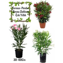 Aesco Kırmızı Zakkum+Pembe Zakkum+Beyaz Zakkum 3 Adet Saksılı Bahçe Çiçeği, BTS0106NA49