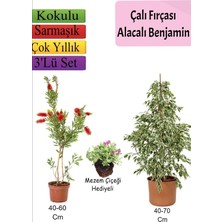 Aesco Nura Botanik Beyaz Alacalı Benjamin Bitkisi, Katmerli Ful Yasemin, Mezem Çiçeği Hediyeli 3'lü Set, 40-70 cm