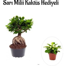 Aesco Nura Botanik Sarı Milii Kaktüs Hediyelik Bonsai Bitkisi