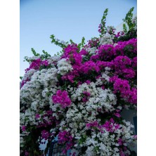 Aesco Gardenbox Begonvil Çift Renk Beyaz Pembe, 50-70 Cm, 1 Adet Saksılı Bougainvillea