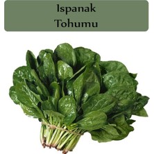 Aesco Zencefil Organik Ispanak Tohumu 1 Paket (10GR=950+ Adet) Matador Ispanak Tohumu