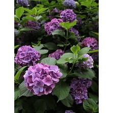 Aesco Mor Ortanca (80 100 Cm)1 Adet Sakksılı Çiçekli Bahçe Bitkisi Hydrangea Macrophylla