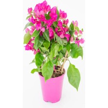Aesco Nura Botanik Açık Pembe Begonvil, 40-60 Cm, 1 Adet Saksılı Iç/dış Mekan Bitkisi