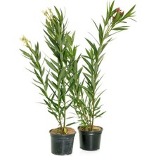 Aesco Gardenbox Zakkum Fidanı, 2 Adet, Pembe-Beyaz, Saksılı, 70-100 Cm, Dış Mekan