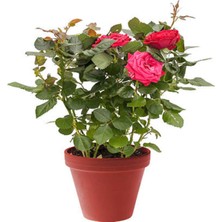 Aesco Nura Botanik Yediveren Kokulu Pembe Gül, 20-40 Cm, 2 Adet Aşılı Pink Rose