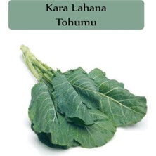 Aesco Zencefil Organik Kara Lahana Tohumu 1 Paket (10GR=2000+ Adet) Karadeniz Lahana Tohumu