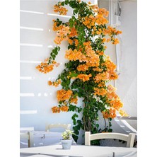 Aesco Serada Decor & Plant Turuncu Bougainvillea Gelin Tacı Çiçeği Fidanı, 30-60 Cm, 1 Adet Saksılı