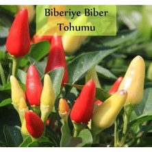 Aesco Zencefil Organik Mini Acı Biber Tohumu 1 Paket (10GR=1000+ Adet) Cin Biberi Tohumu Acı Biber Aşağı Bakan