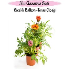Aesco Gardenbox Gazanya Çiçeği, 3 Adet Saksılı, 10-20 Cm, Pembe-Turuncu-Kırmızı, Balkon Çiçeği