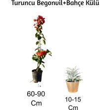 Aesco Turuncu Begonvil+ Bahçe Külü 2'li Set Dış Mekan Bitkisi (Begonvillia), BTSNU1202001