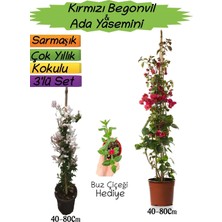 Aesco Gardenbox Kırmızı Begonvil, Ada Yasemini, Buz Çiçeği 3'lü Peyzaj Seti, 40-80 cm