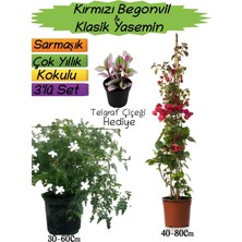 Aesco Serada Decor & Plant Kırmızı Begonvil, Klasik Yasemin, Telgraf Çiçeği 3'lü Peyzaj Seti