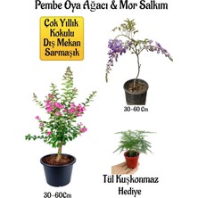 Aesco Serada Decor & Plant Pembe Oya Ağacı Fidanı, Mor Salkım Ağacı Fidanı, Tül Kuşkonmaz Çiçeği Hediyeli Bahçe Peyzaj Seti