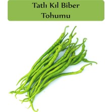 Aesco Zencefil Organik Tatlı Kıl Biber Tohumu 1 Paket (5 GR=700+ Adet) Tatlı Biber Tohumu