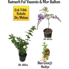 Aesco Serada Decor & Plant Kokulu Katmerli Ful Yasemin Çiçeği, Mor Salkım Ağacı Fidanı, Buz Çiçeği Hediyeli Peyzaj Seti, Çok Renkli