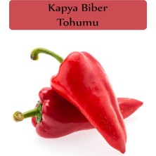 Aesco Zencefil Organik Kapya Biber Tohumu 1 Paket (10GR=1000+ Adet) Yağlık Kapya Biber Tohumu