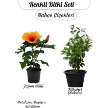 Aesco Gardenbox Turuncu Japon Gülü Çiçeği + Filbahri (Kokulu) Bitki Seti, 40-60 cm