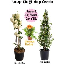 Aesco Nura Botanik Kartopu Çiçeği, Arap Yasemini, Sarı Gazanya Saksılı Bahçe Seti, 3 Adet