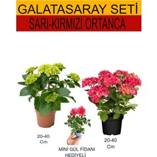 Aesco Bitkim Sende 2'li Takım Seti Sarı-Kırmızı Ortanca + Pembe Gül Fidanı, 20-40 cm