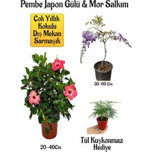 Aesco Pembe Japon Gülü Çiçeği+Mor Salkım Ağacı Fidanıtül Kuşkonmaz Hediyeli Bahçe Peyzaj Seti