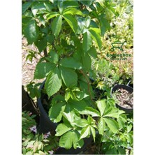 Aesco Soğuğa Dayanıklı Kışın Kırmızı Renk Amerikan Sarmaşığı 50-80CM Saksılı/tüplü