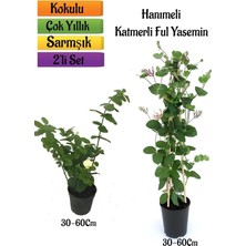 Aesco Gardenbox Katmerli Ful Yasemin + Hanımeli Çiçeği Fidanı 2'li Bahçe Peyzaj Seti, 30-60 Cm, Çok Renkli