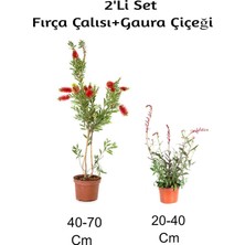 Aesco Gardenbox Fırça Çalısı + Gaura Çiçeği 2'li Set Dış Mekan Bitkisi, Çok Renkli