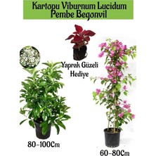 Aesco Kartopu Viburnum 1 Adet+Pembe Begonvil 1 Adet+Yaprak Güzeli Hediye Bahçe Bitkisi, BTS1852024NA164