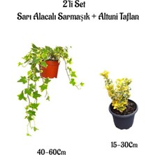 Aesco Nura Botanik Sarı Alacalı Hedera Helix Duvar Sarmaşığı + Altuni Taflan 2'li Set Bahçe Bitkisi