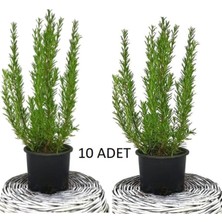 Aesco Serada Decor & Plant Biberiye (Kuş Dili Otu) 10 Adet Set, 50 Cm, Yemeklerde Kullanılabilir