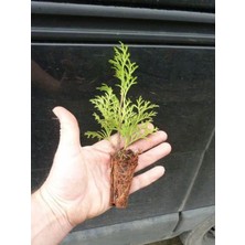 Aesco Nura Botanik Yeşil Yapraklı Leylandi Çam Ağacı Fidanı, 10-20CM, 10 Adet, Bahçe Peyzaj Fidanı