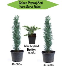 Aesco Nura Botanik Bahçe Peyzaj Seti, 2 Adet Kara Servi Fidanı 40-50CM + Hediye Mini Leylandi Fidanı 15-25CM, Çok Renkli