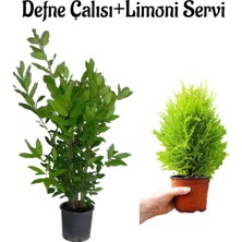 Aesco Gardenbox Defne Fidanı Kokulu (40-60 Cm) + Limon Servi Fidanı (20-40 Cm) 2'li Set Bahçe Bitkisi